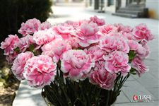 妇女节送什么花合适，妇女节鲜花甄选