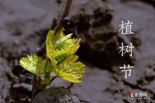 植树节的英文怎么读