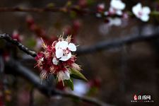 植树节手抄报内容大全