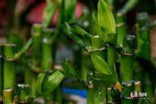 植树节内容大全