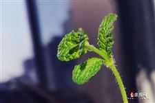植树节由来，植树节纪念谁